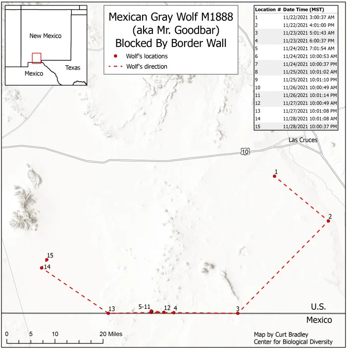 Mr. Goodbar, a Mexican gray wolf, paced along the border wall in New Mexico from Nov. 23 to Nov. 27.