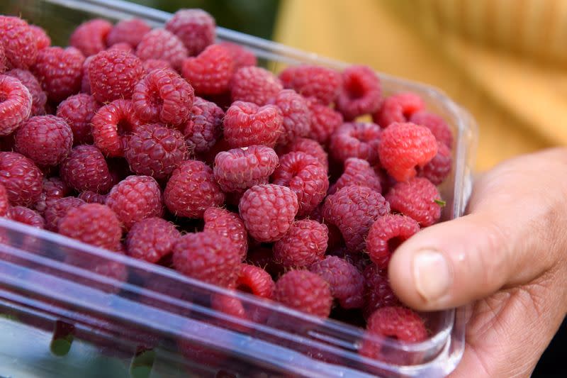 Raspberries are pictured as they are being harvested at a local farm near Chillan