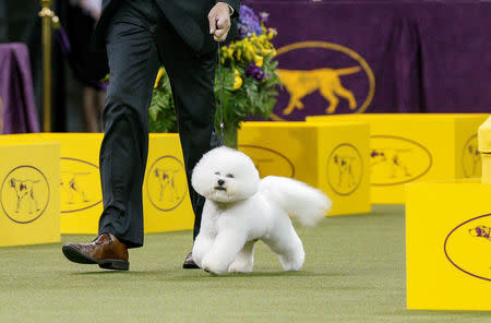 Flynn, a bichon frise walks during judging of the nonsporting group at the 142nd Westminster Kennel Club Dog Show in New York, U.S., February 12, 2018. REUTERS/Brendan McDermid