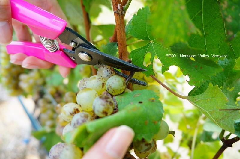 華欣景點.華欣旅遊.華欣自由行.華欣包車.華欣葡萄酒莊園.Monsoon Valley Vineyard.Hua Hin Hills Vineyard.The Sala Wine Bar&Bistro.