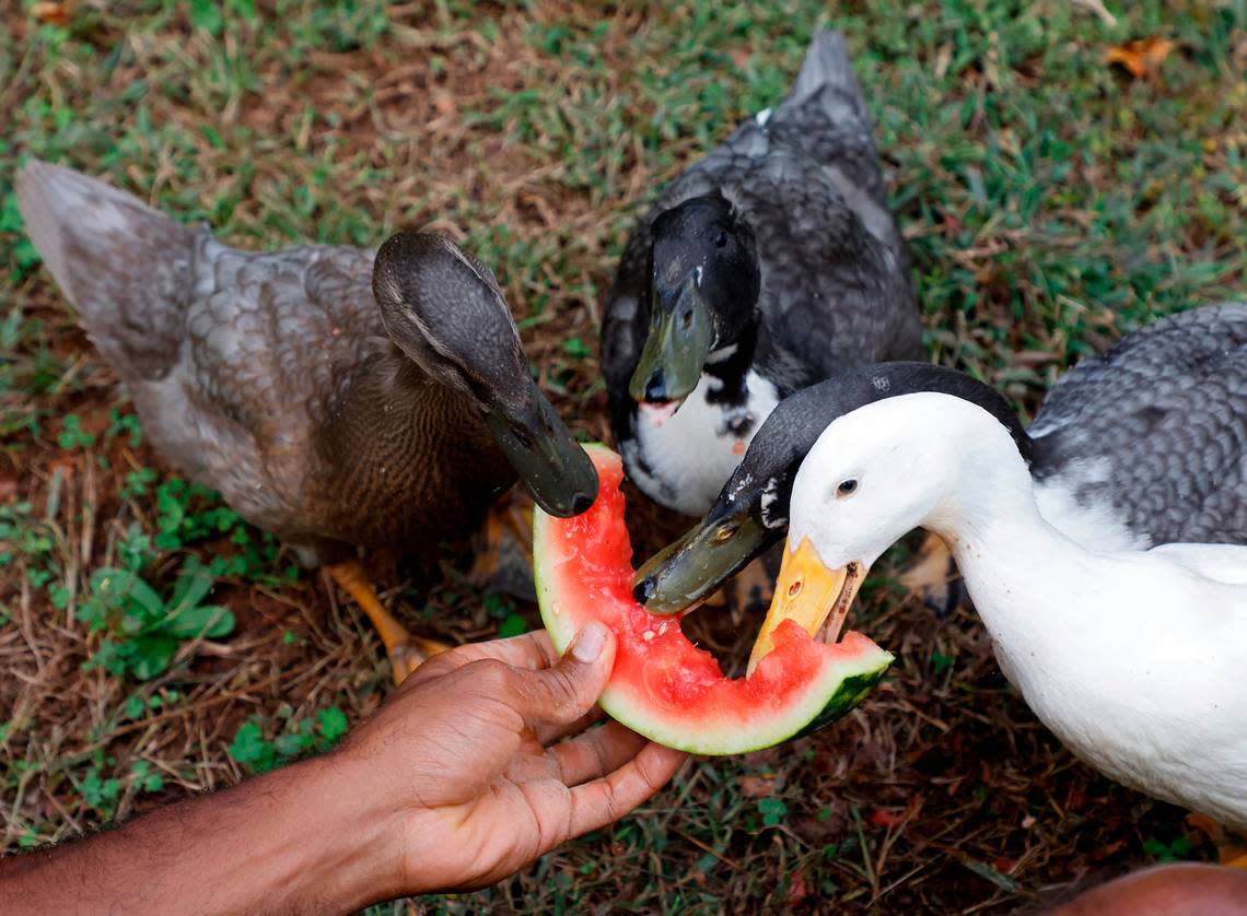 Tyler Allen feeds watermelon to his pet ducks on Thursday, Oct. 13, 2022, in Raleigh, N.C.