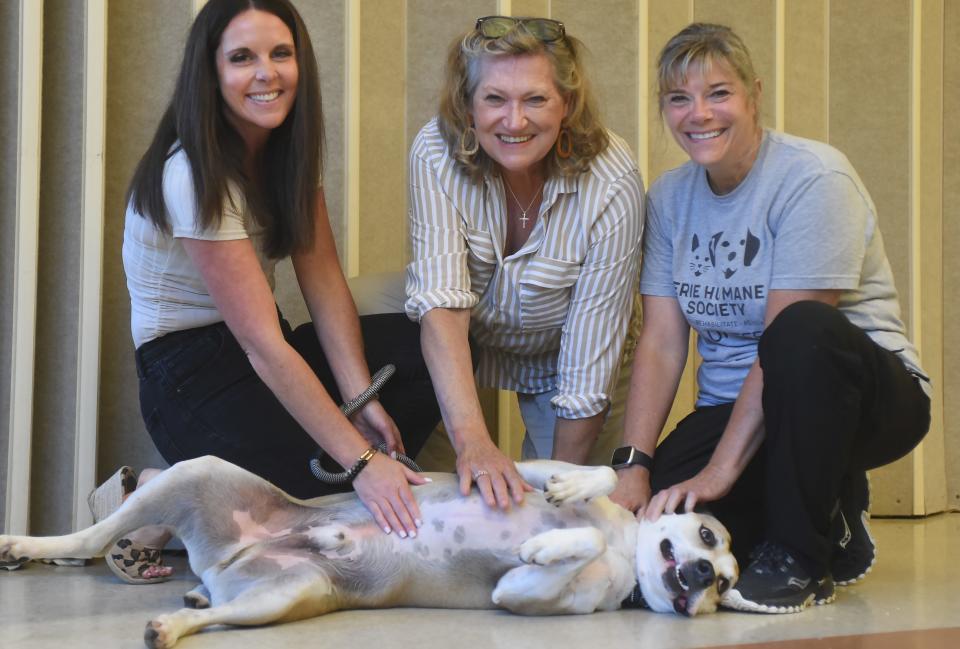 Rescue dog Floyd shows his trust for Nicole Leone, left, Erie Humane Society Executive Director, his new owner Michele, and volunteer trainer Molly Bean, right, in Millcreek Township on Aug. 29.