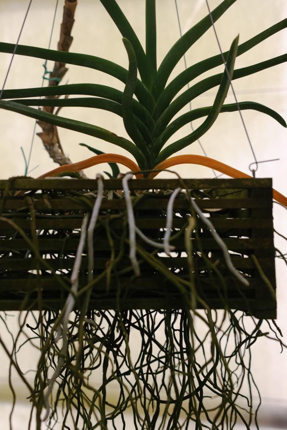 An orchid plant with its roots exposed