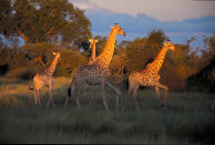 <b>Giraffe - Kenya, Masai Mara Reserve, 1994</b> <p> It doesn’t get any more majestic than this! These giraffes seemed to “dance” effortlessly across the savannah as they galloped along. In 2014, the Columbus Zoo is opening “Safari Africa” -- can’t wait to welcome giraffes back to town!</p>