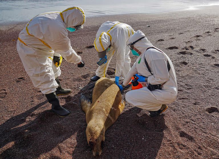 Fotografía sin fecha publicada por el Servicio Nacional de Áreas Naturales Protegidas por el Estado (Sernanp) del Perú el 3 de marzo de 2023, muestra a técnicos analizando los restos de leones marinos muertos arrastrados a la costa en la Reserva Nacional de Paracas, en Perú. El mundo se enfrenta a un feroz brote del virus de la gripe aviar H5N1 también detectado en mamíferos y recientemente en algunos humanos