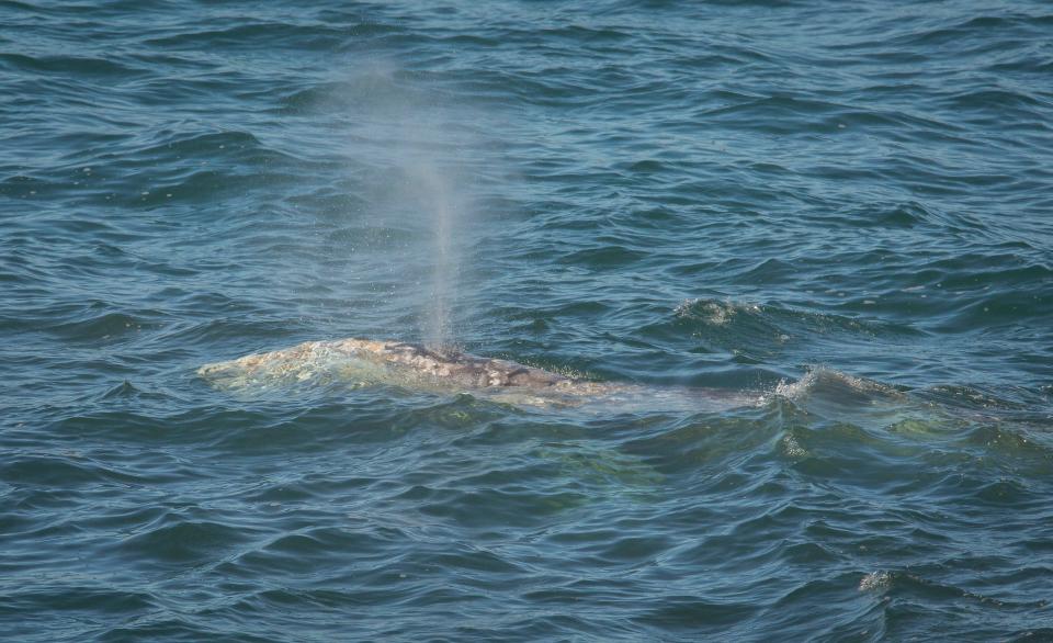 Gray whales are seen as they head north past the Yaquina Head Lighthouse and the Yaquina Head Outstanding Natural Area in Newport.