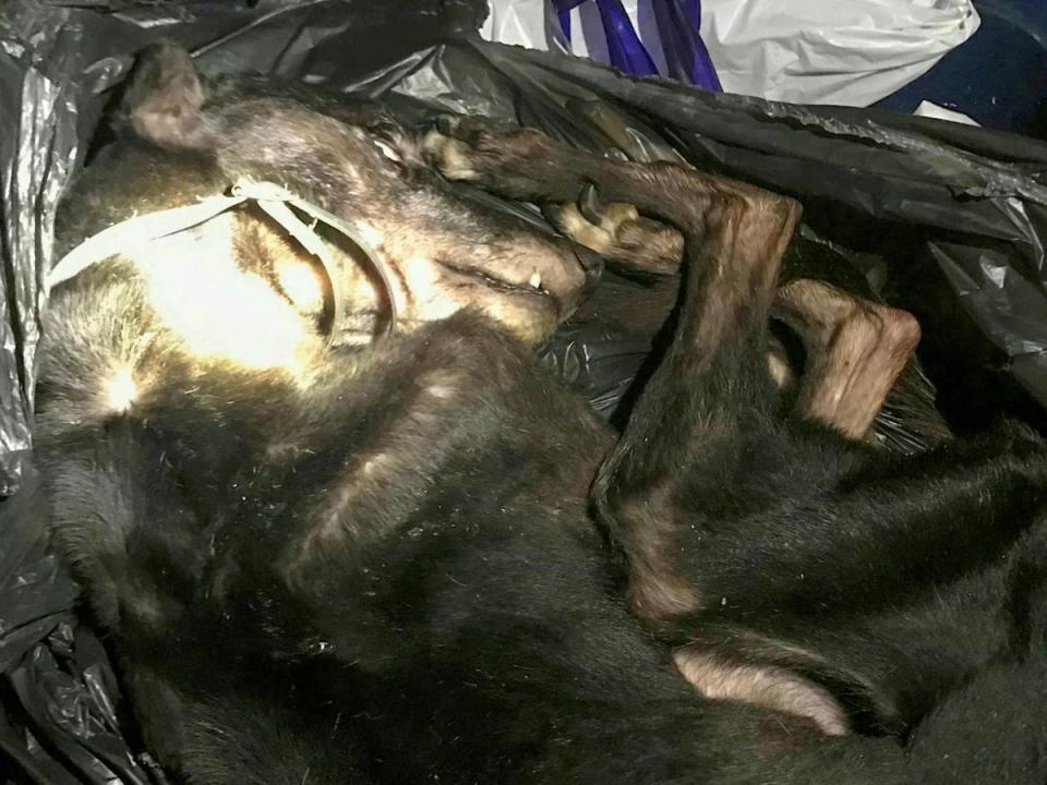 The lurcher was found in a bin bag in a wheelie bin (RSPCA / SWNS)