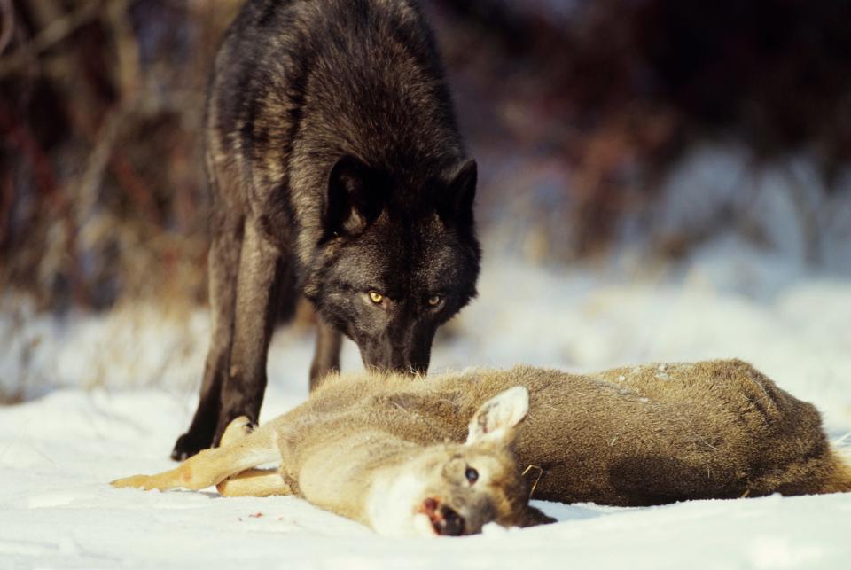 wolf encounter