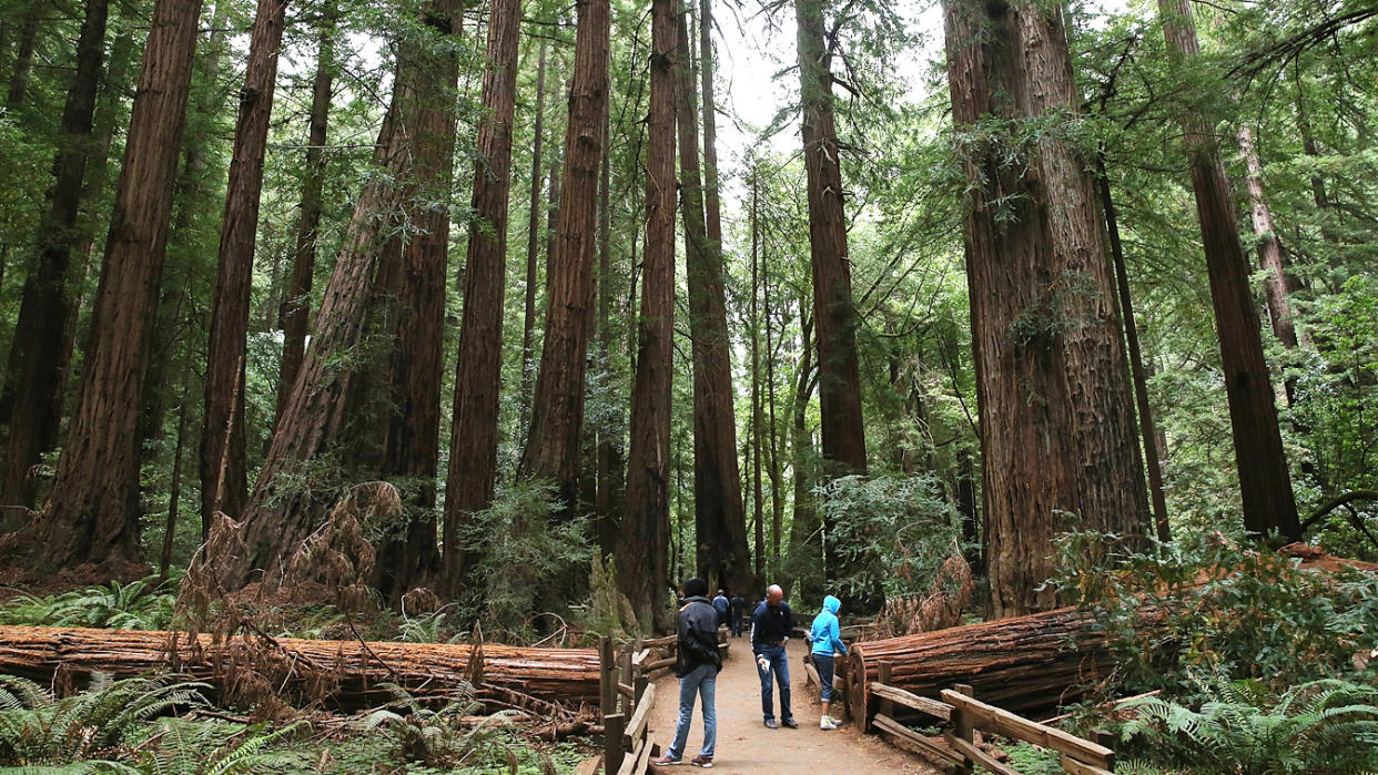 Visitors stop to look at two massive fallen redwoods along a path of towering coast redwood trees.