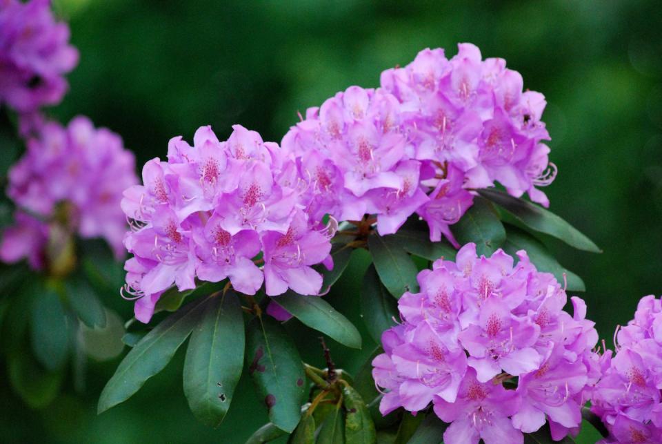 2) Rhododendron