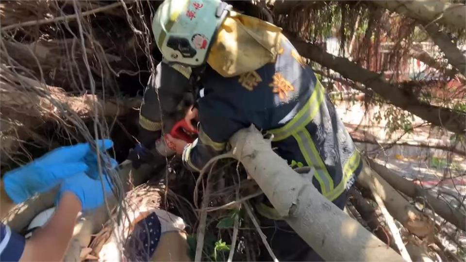 敦和國小榕樹突倒塌壓垮圍牆　女騎士遭大樹重壓一度OHCA