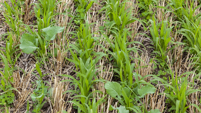 Cover crops growing between wheat