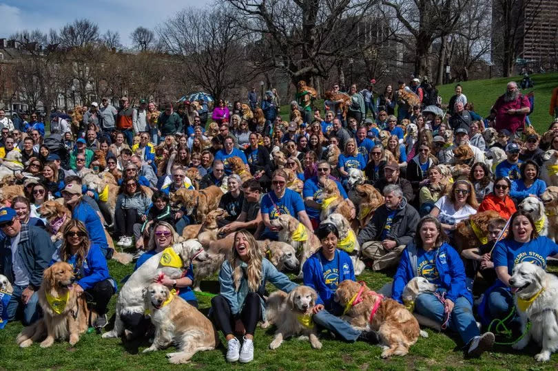 Golden retrievers are beloved worldwide, as shown by this huge meetup on the eve of the Boston Marathon in the US