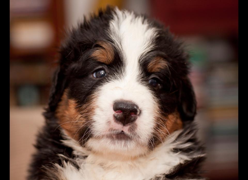 The Bernese Mountain Dog, a larger breed of dog, is known for its fierce loyalty and watchdog tendencies. This puppy is devoted to you no matter what and will adore you regardless of your mood. Unlike a man, the Bernese will not roll over when you hear something in the middle of the night and would rather not investigate yourself. This little guy will already be at the scene, ready to tear whoever or whatever is making that creaking noise to shreds. Although these puppies can be a bit shy (don't expect him to let you in immediately) and they can gain weight rather easily (hey, more to love), they are gentle giants ready to give and receive love. 