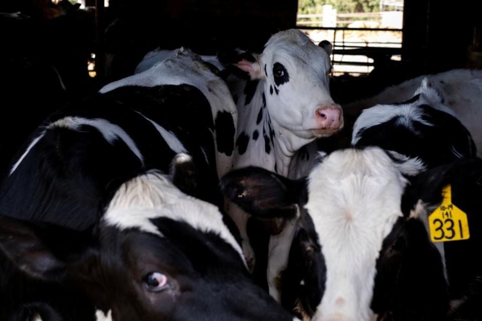 Dairy farmer Brent Pollard’s cows stand in their pen at a cattle farm in Rockford, Illinois, on April 9, 2024. REUTERS