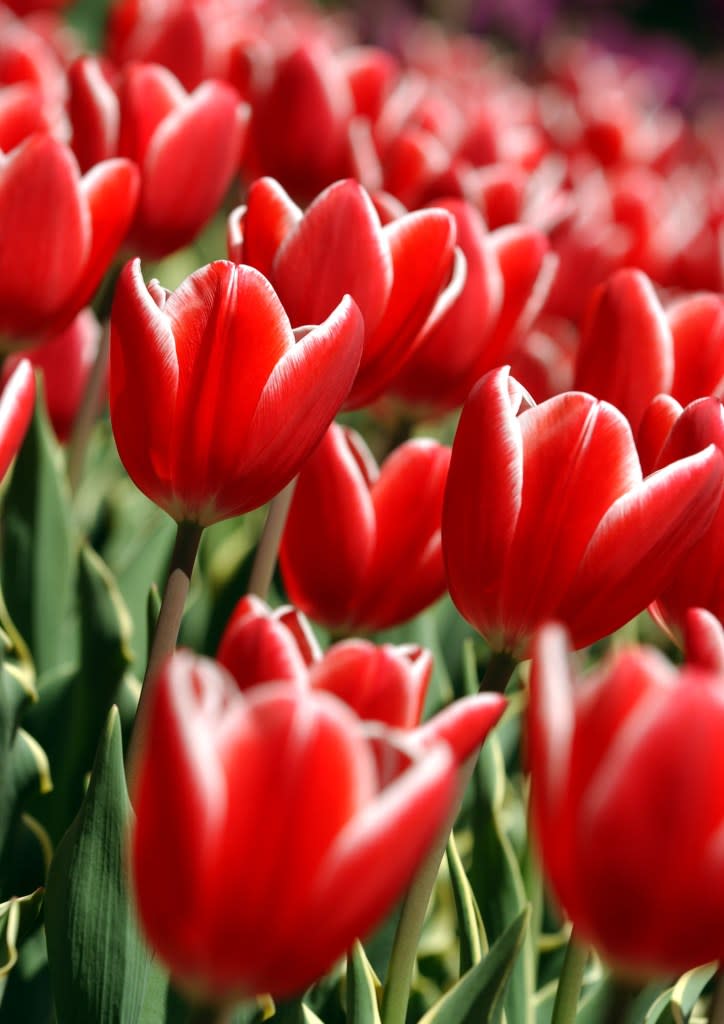 You know what they say about April showers… They bring 200,000 flowers to Union Square this Sunday! FREELANCE