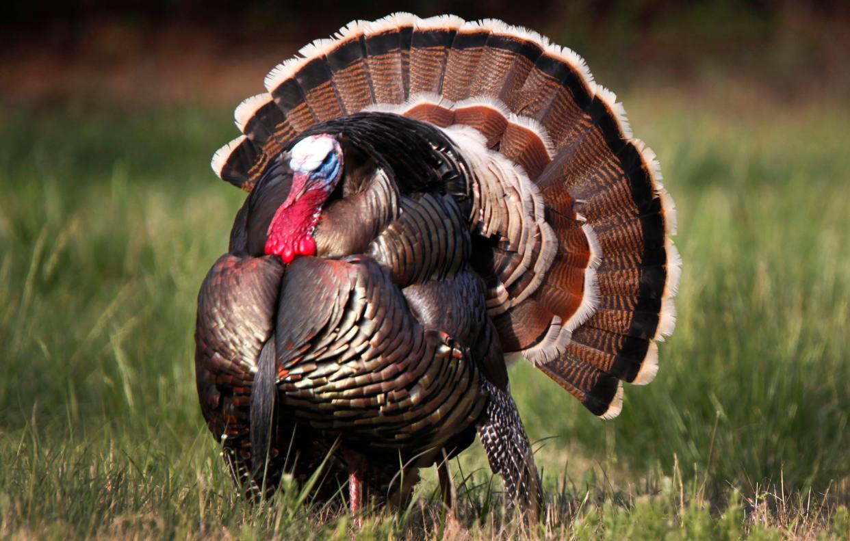 A male turkey is seen during a previous year in Guthrie.