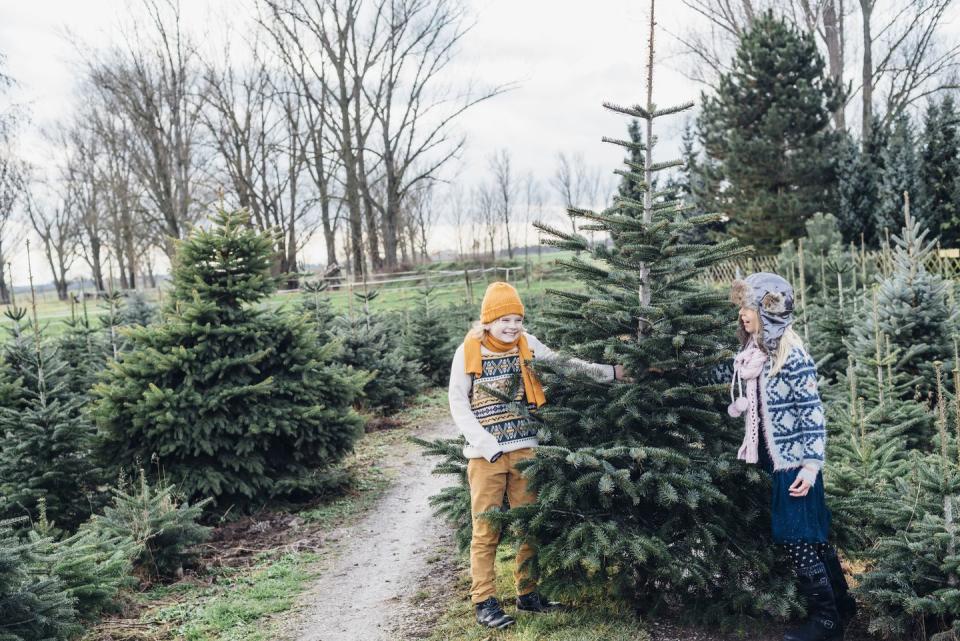 New York: Emmerich Tree Farm