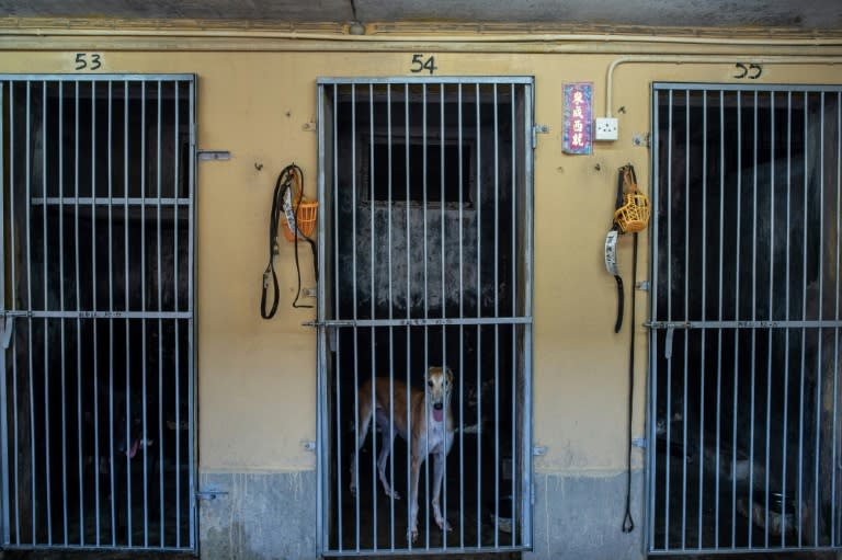 Some 533 greyhounds still live at the shabby Canidrome Club in Macau, which was Asia's only legal dog-racing track