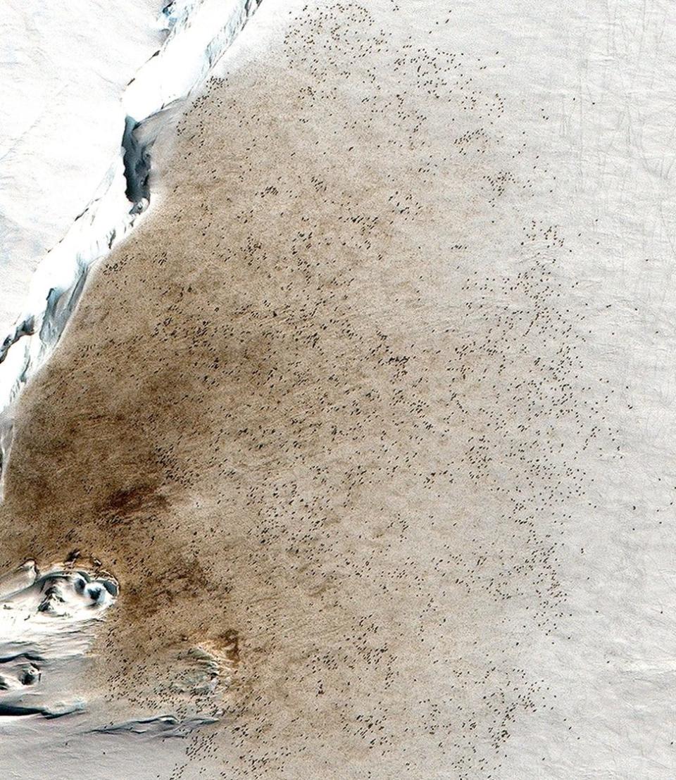 Overhead photo of a emperor penguin colony