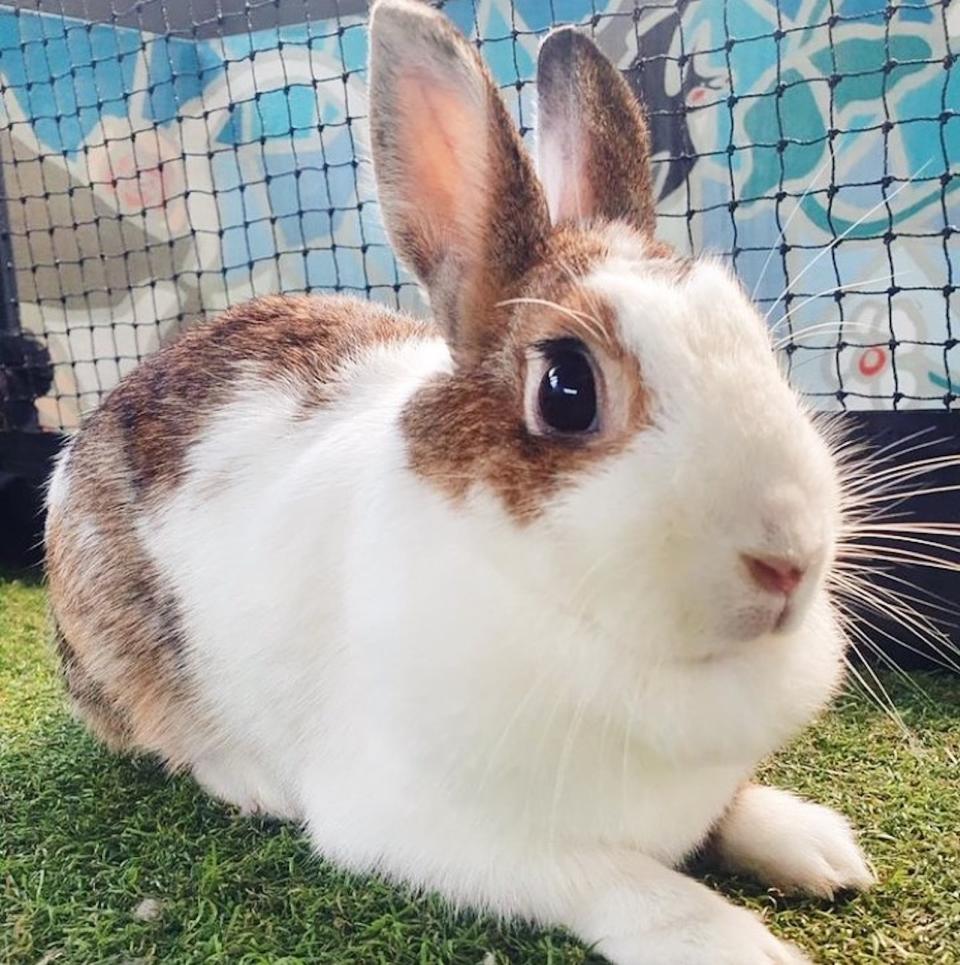 Among the rabbits in need of a home is Miffy, a rabbit whose owner surrendered it to the SPCA.