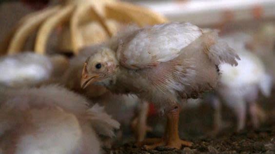 A 14-day-old broiler chicken in a commercial indoor system (World Animal Protection)
