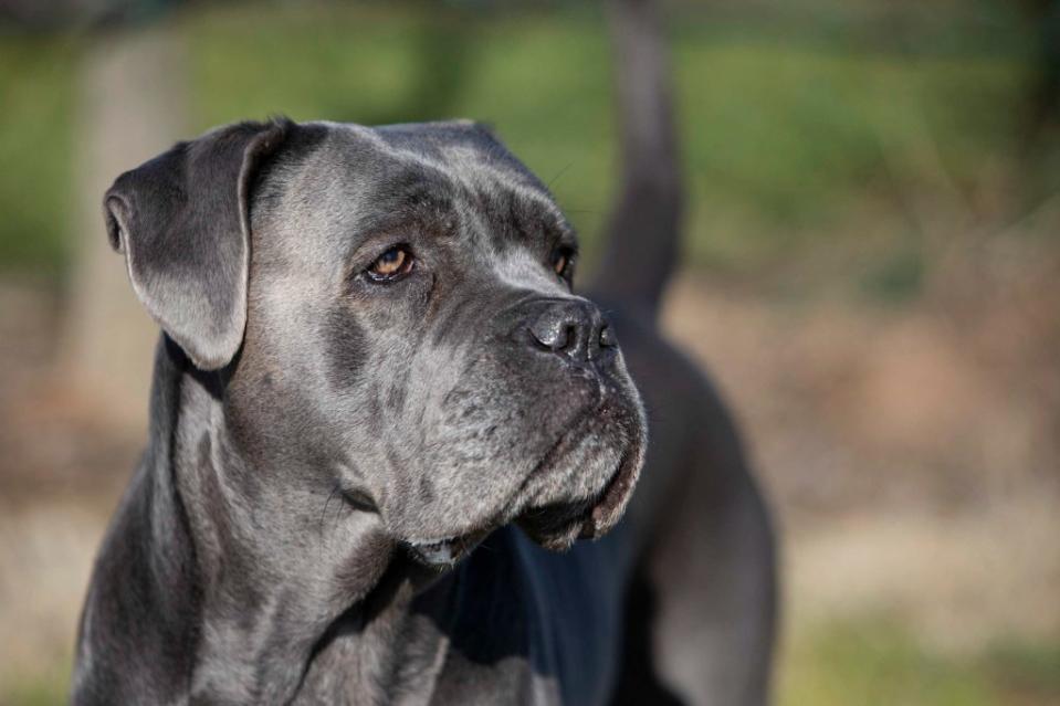 Portrait of a beautiful silver Cane Corso, also known as the Italian Mastiff.