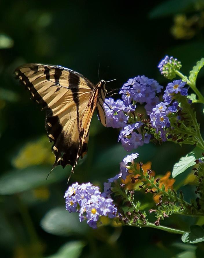 The Augusta Lavender heliotrope made its debut this spring. In addition to fragrance and rare blue flowers with yellow centers it is also loved by the Eastern Tiger Swallowtail.