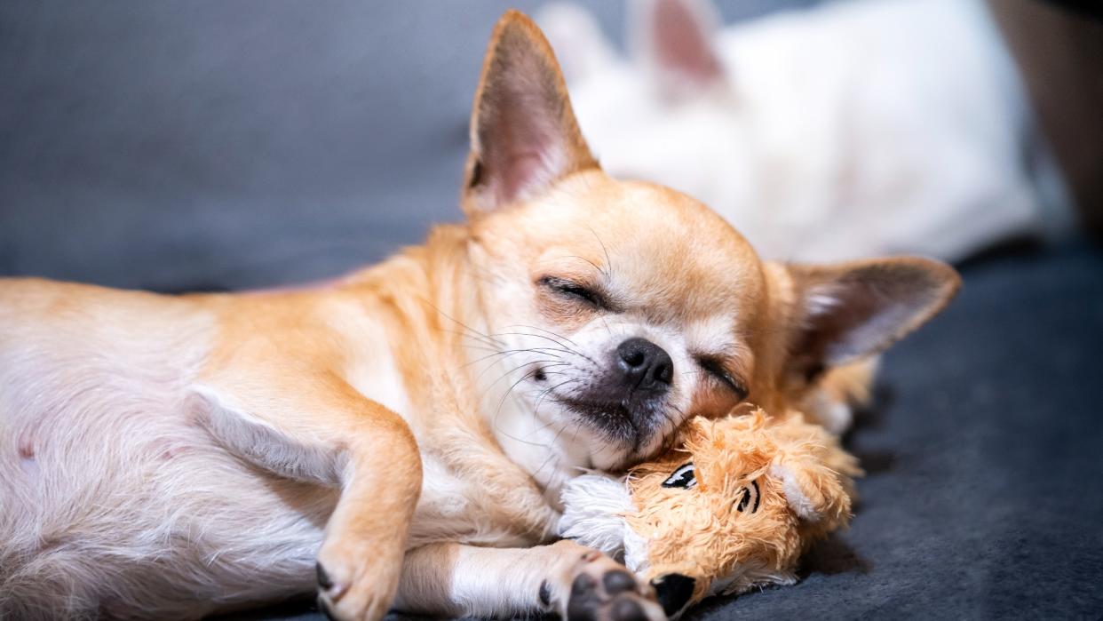  A red-haired Chihuahua dog is sleeping blissfully, cuddling up to his toy 