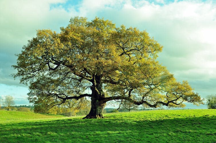 Old oak tree in meadow.