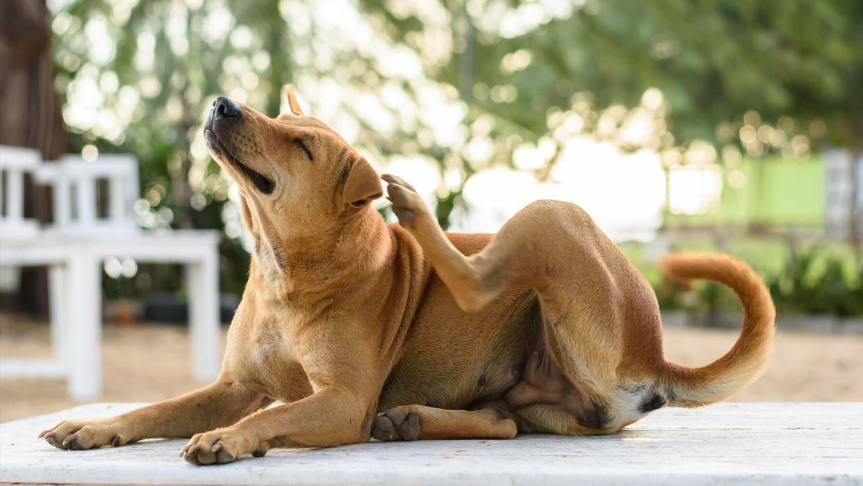  Brown dog is scratching on white table. 