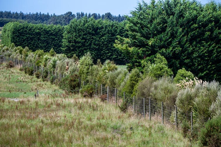 A field bordering a wilded area of forest against a blue sky.