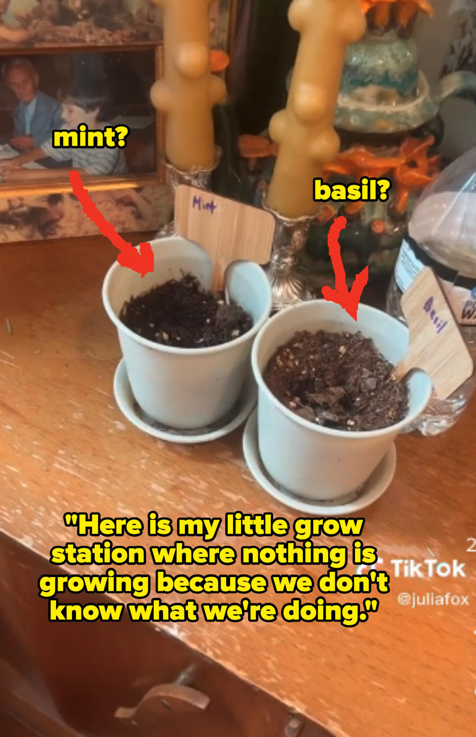 Two pots of soil sit next to each other with the one of the left labeled "mint" and the one on the right labeled "basil"