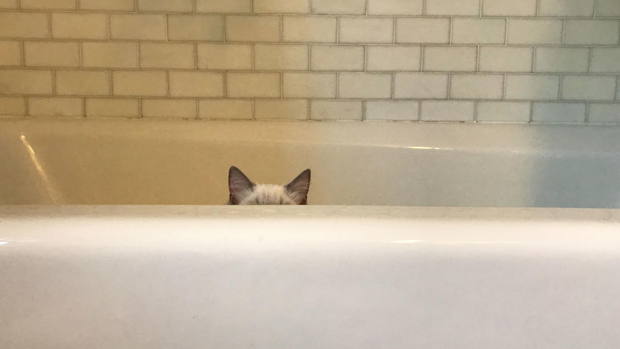  Cat hiding in a bath. 