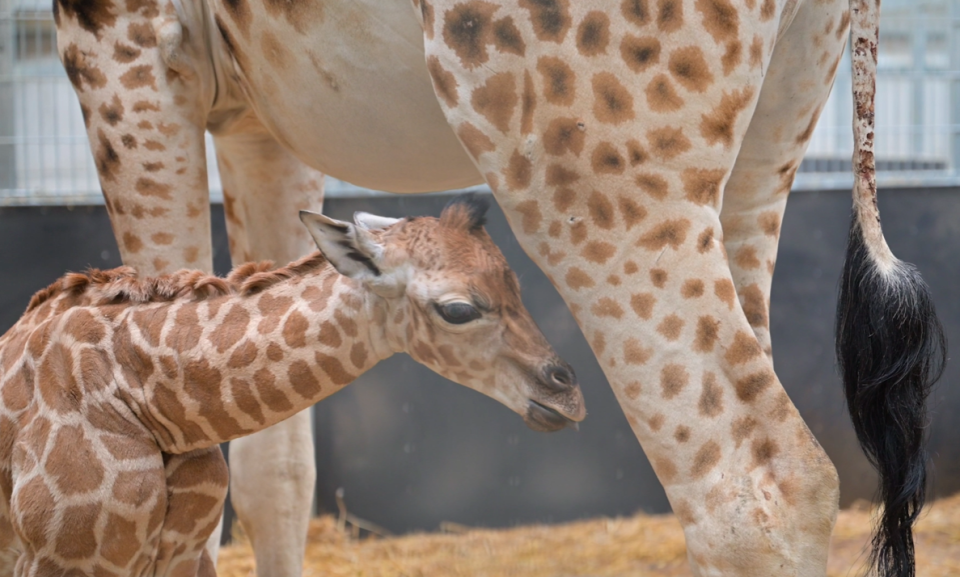 The calf’s name will begin with ‘K’ in keeping with all babies born this year at the safari park. (SWNS)