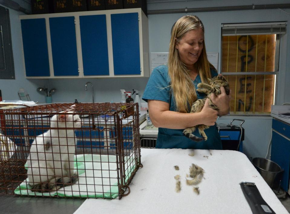 Veterinarian Dr. Lynnly Miller, of the Animal Medical Hospital in Stuart, holds one of several feral cats trapped by Daria Weber. After undergoing medical treatment by Dr. Miller and her staff, the feral cats, trapped as part of the county-approved trap and release program, were to be released by Weber.