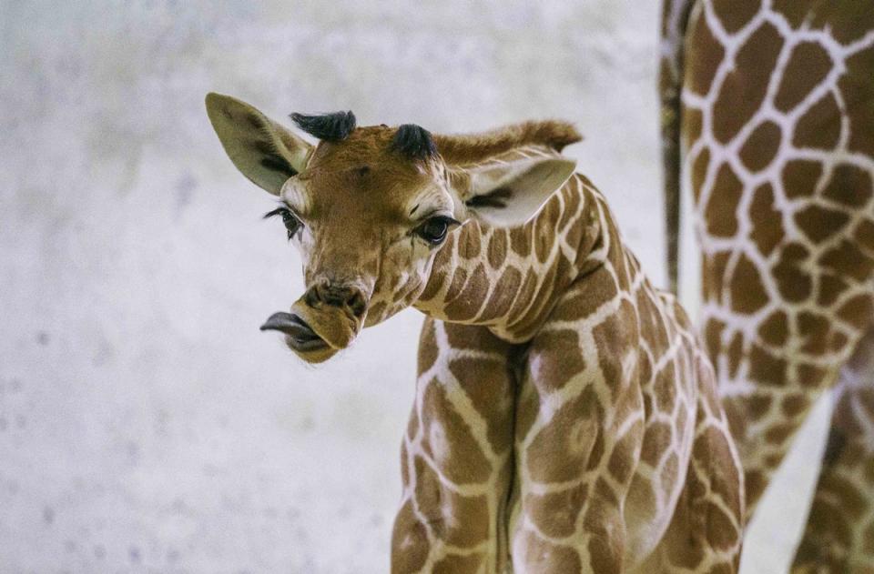 北市動物園小長頸鹿「小麥」見客 引起斑馬室友好奇
