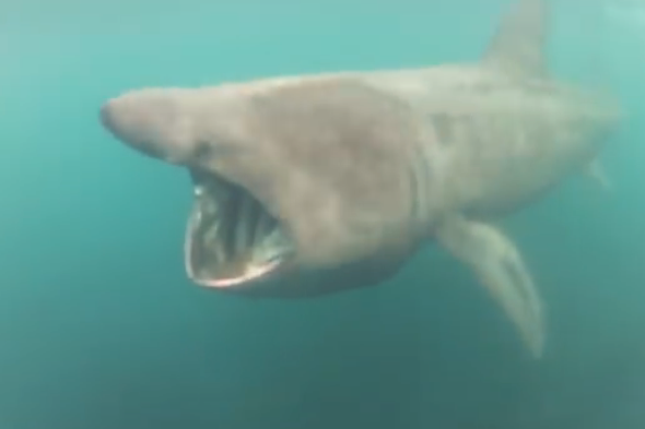 Surfer almost swallowed whole by basking shark in Cornwall (video)