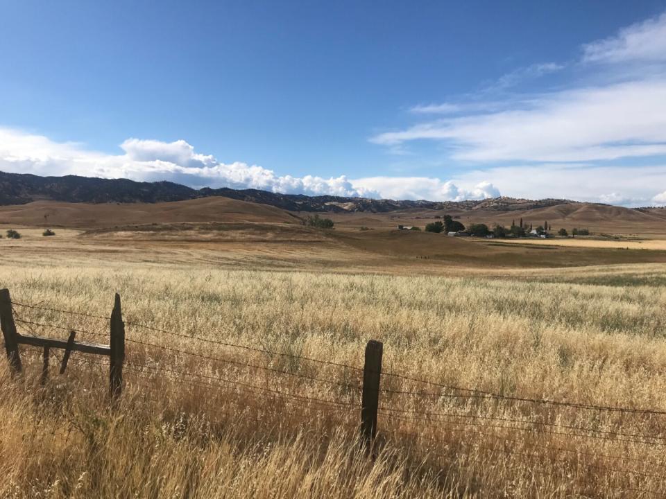 A field of dry, tall grass