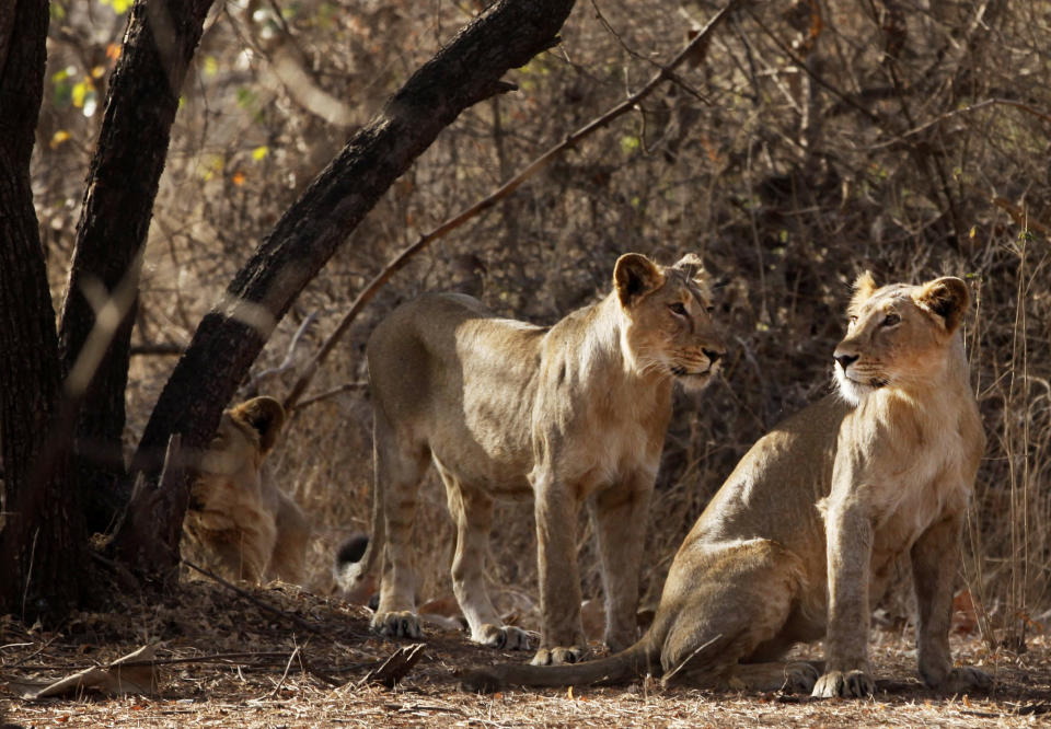 This March 24, 2012 photo shows lionesses at the Gir Sanctuary in the western Indian state of Gujarat, India. Nurtured back to about 400 from less than 50 a century ago, these wild Asiatic lions are the last of a species that once roamed from Morocco and Greece to the eastern reaches of India. The subject of saving lions is an emotional one in India. The lion also holds iconic status in religions and cultures. The multi-armed Hindu warrior goddess Durga is traditionally shown with a lion as her mount. Four lions make the national emblem - symbolizing power, courage, pride and confidence. (AP Photo/Rajanish Kakade)