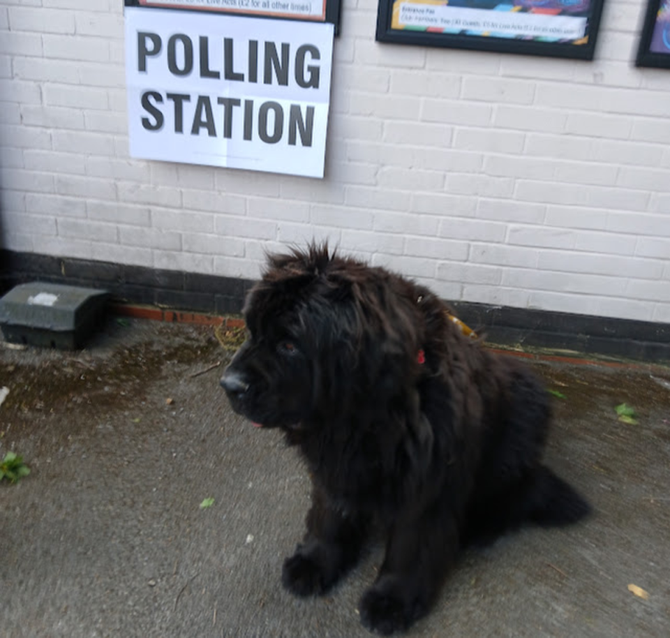 Remy at the polls (David Lamb / submitted)