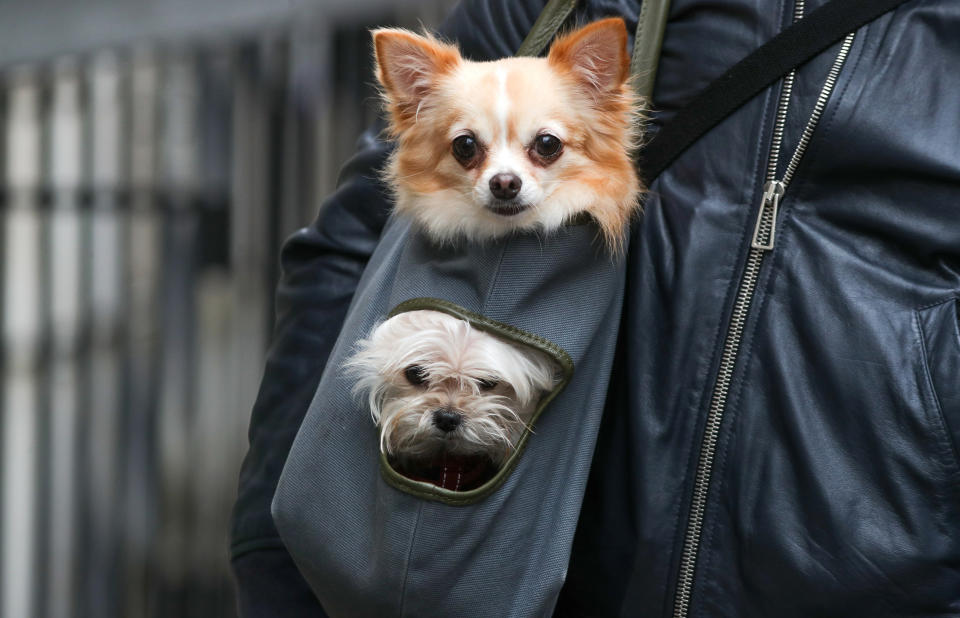 Dog owners have been advised to keep their pets away from pigeons over fears they could contract chlamydia and develop eye and respiratory problems. Stock image. (PA)