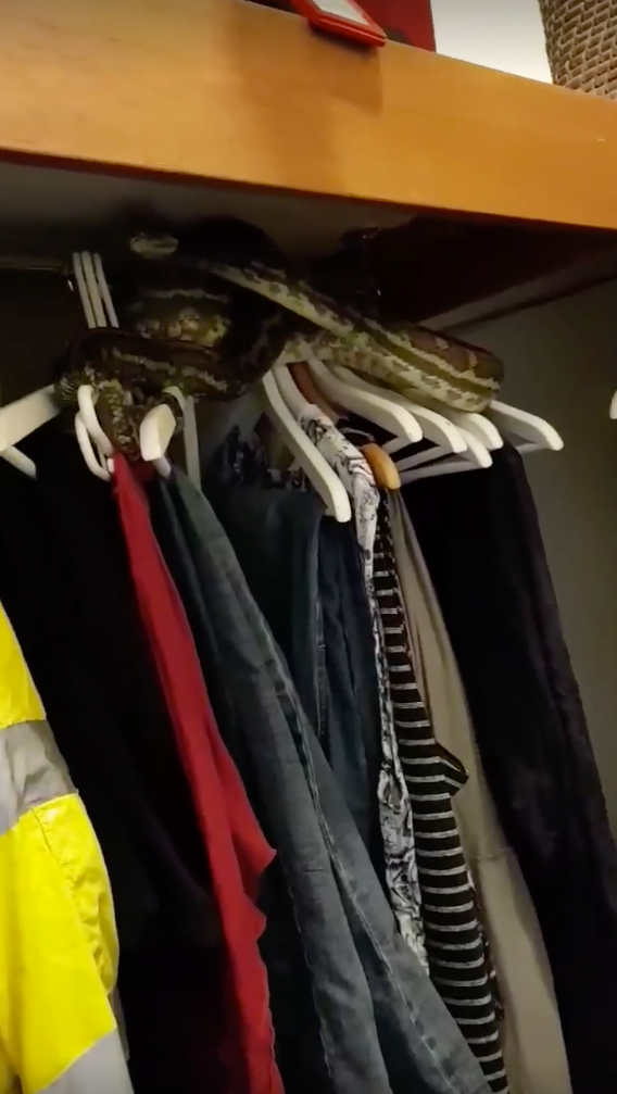 Yikes.  This carpet python is about 6-foot long and blending in with the clothes in a Queensland home. Photo: The Snake Catcher 24/7 - Sunshine Coast