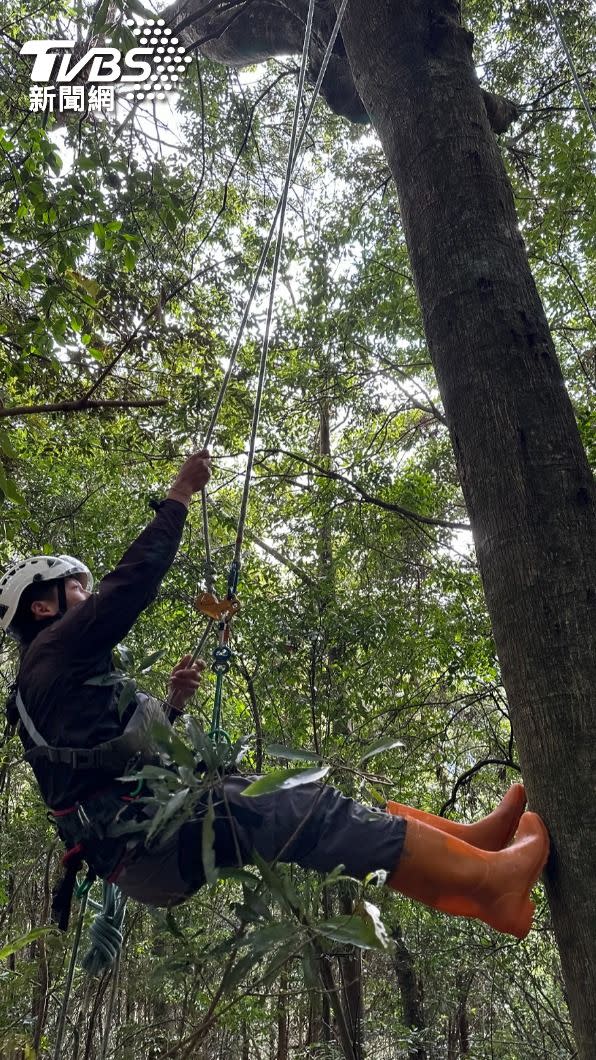 森林管護員攀樹調查熊窩。(照片台中林業署提供)