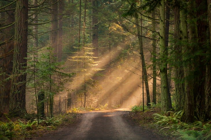 Light rays streaming through the fog illuminates the fir and cedar trees on a country dirt road.