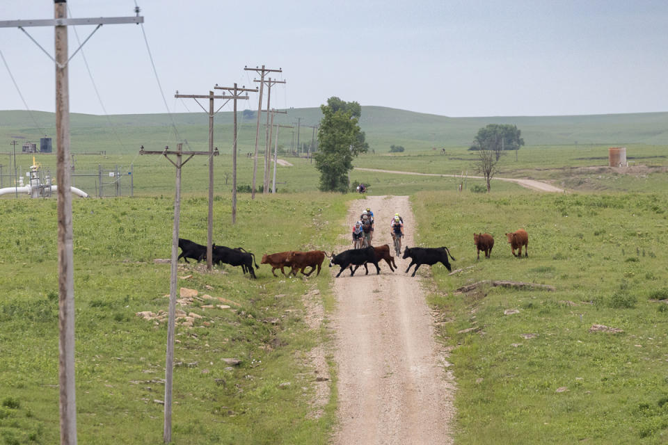 Riders got to experience a full range of Great Plains novelties including riding through an open range and having to dodge beef cattle.