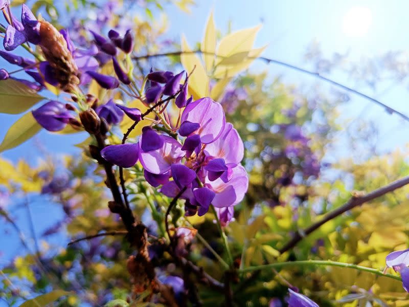 ▲來台北花卉村除了欣賞免費紫藤花美景外，也可來這裡選購盆栽妝點家裡。（圖／翻攝台北花卉村臉書粉專）