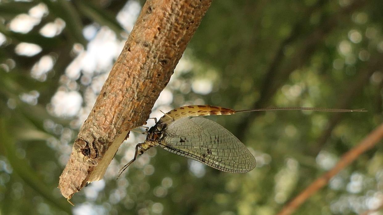 Eine Dänische Eintagsfliege (Ephemera danica) hängt an einem Ast. Sie sind älter als Dinosaurier - nun wird die Dänische Eintagsfliege als Insekt des Jahres besonders gewürdigt.