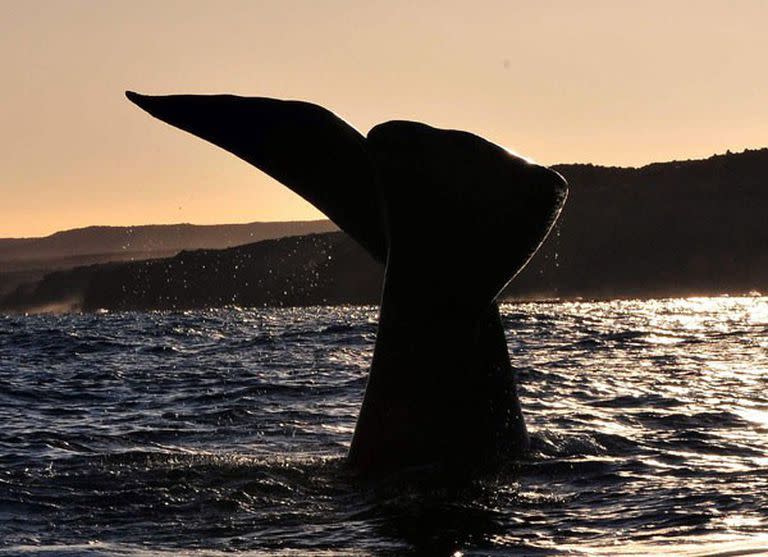 Una ballena franca austral muestra su cola al regresar, como cada año, a la costa de Chubut