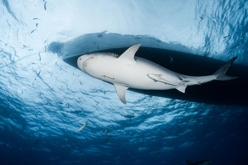 A large shark swims near a ship's hull underwater, surrounded by small fish